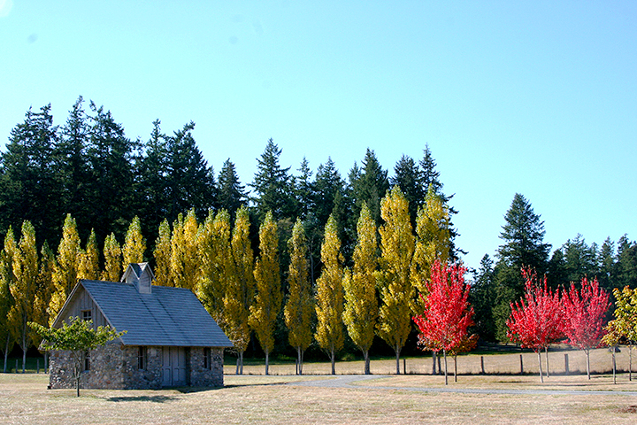 Windmere-Orcas-Island-colortrees